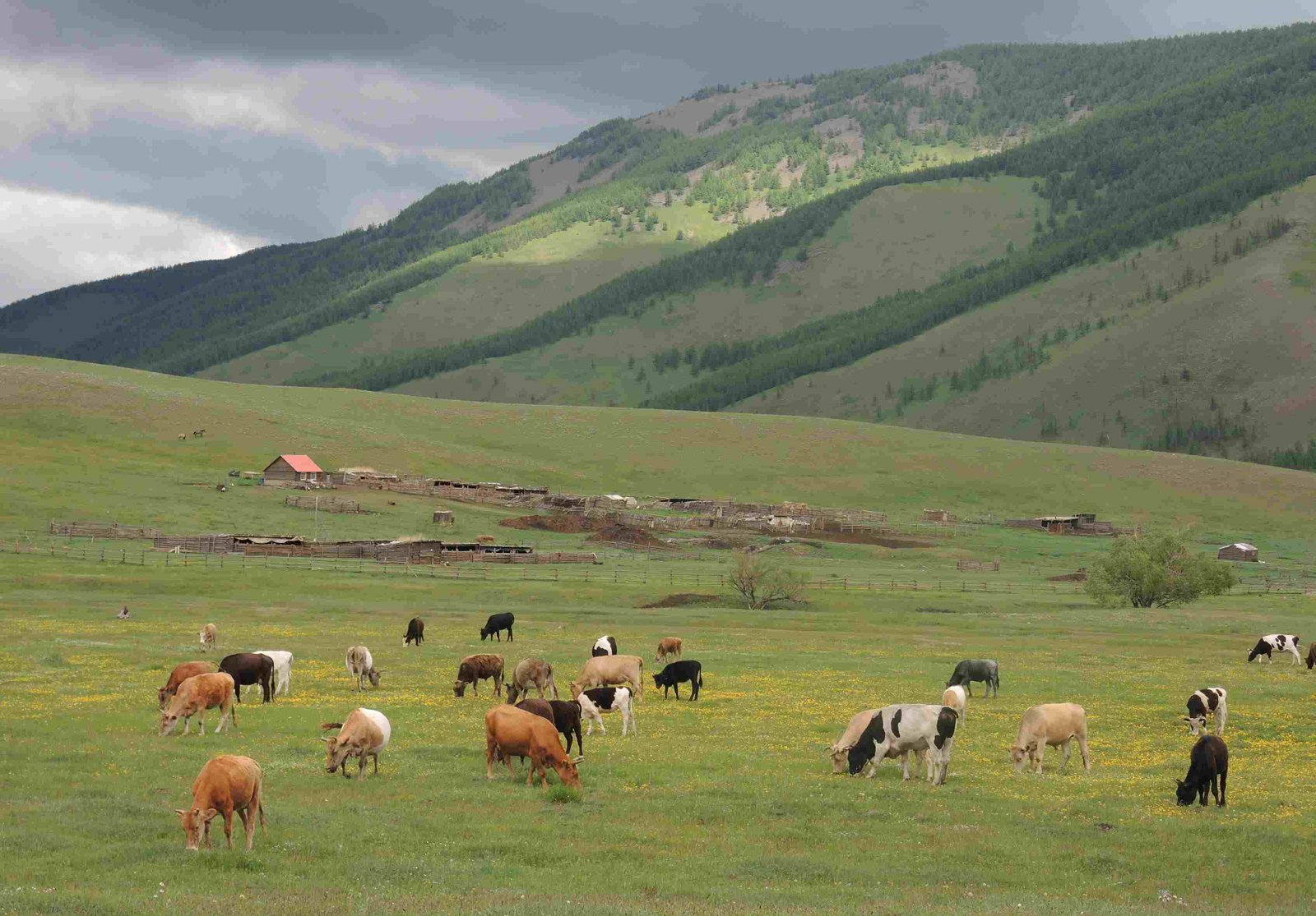 $117.6 Mn climate fund targets Mongolia’s livestock and rural economy