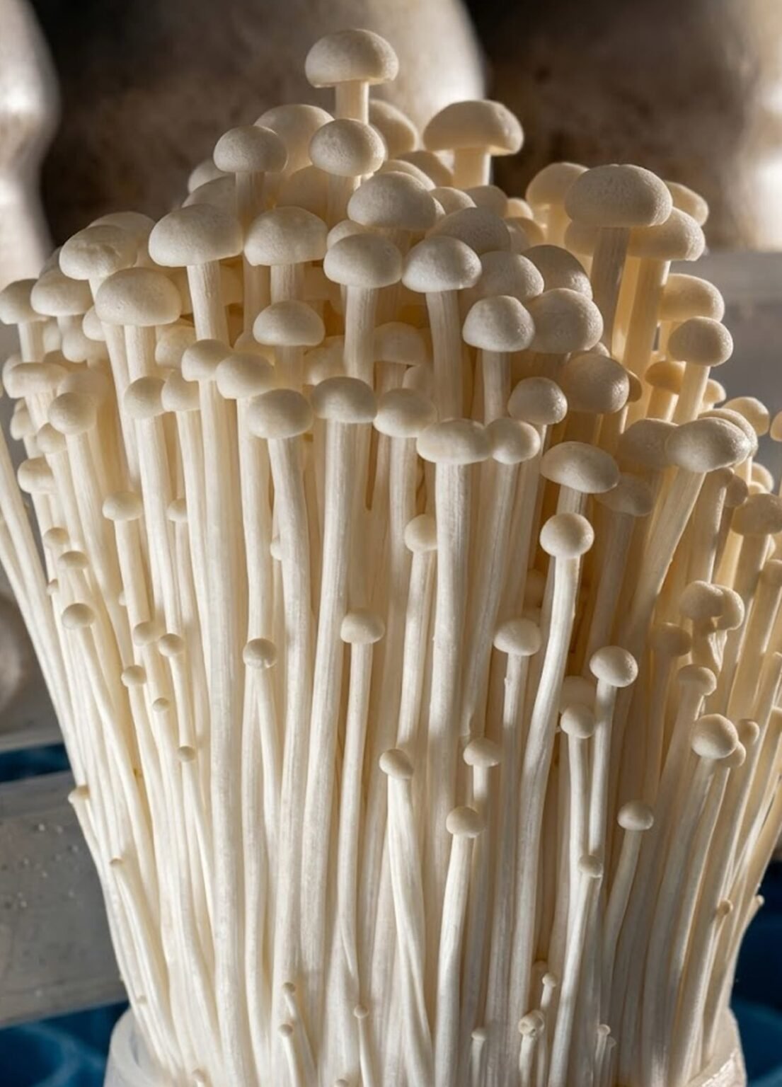 Philippines turns Enoki mushrooms into import-substitution opportunity
