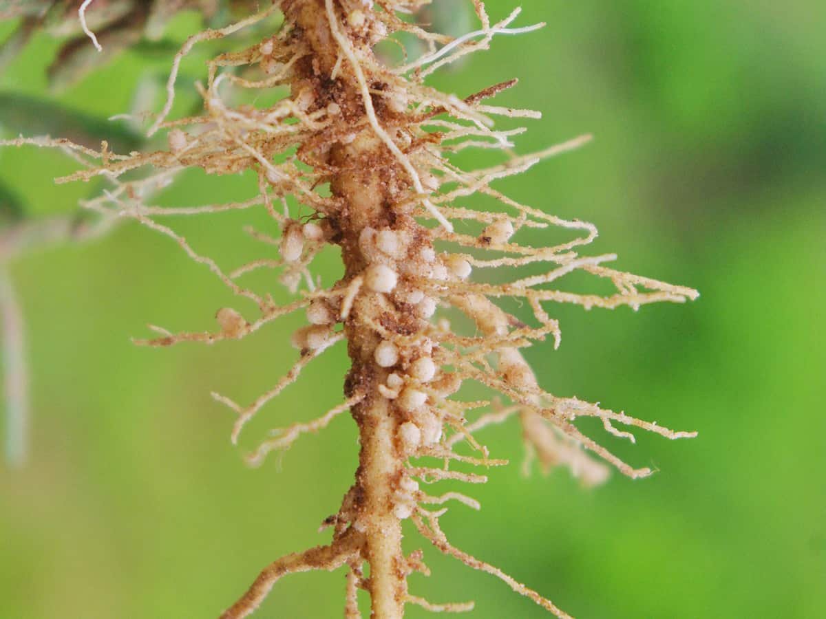 China clears first Microencapsulated Fluopyram products for root-knot nematodes