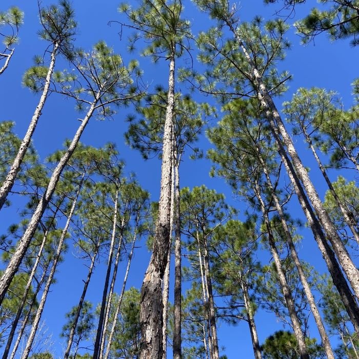 Vietnam’s Quang Ngai bets on forest carbon to build new green economy