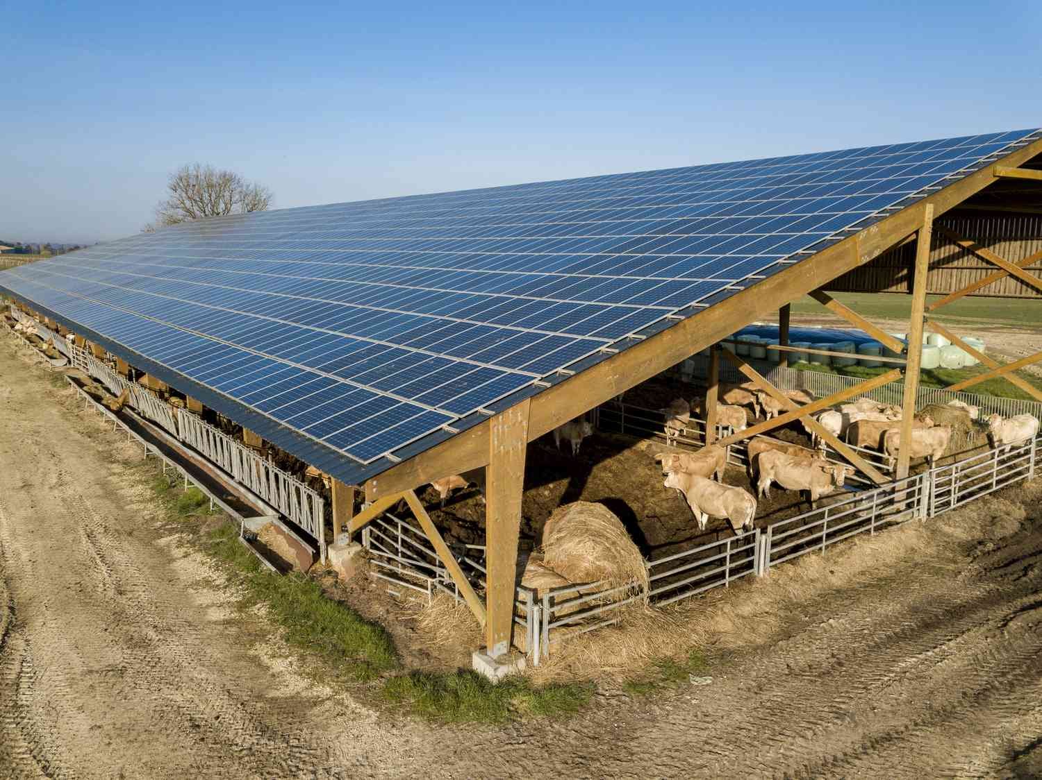 Asia’s largest dairy-farm rooftop Agrivoltaic Project begins operations in Anhui