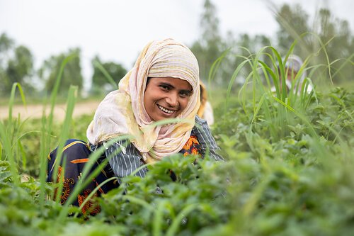 Mars expands Shubh Mint Programme into European supply chain to strengthen sustainable Menthol sourcing