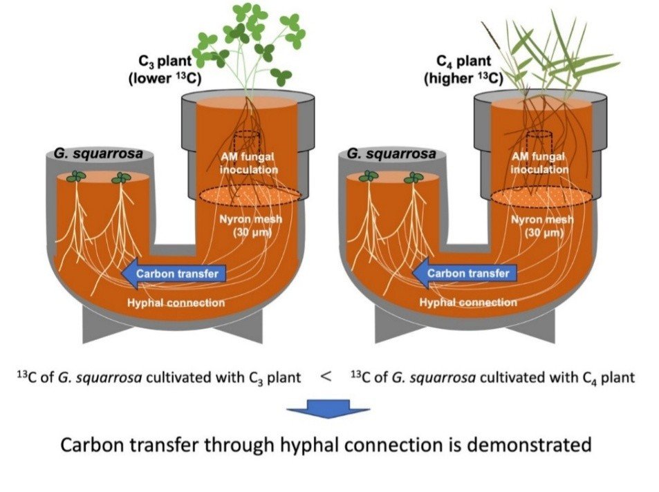 Demonstrating carbon transfer through underground  fungal networks in plants