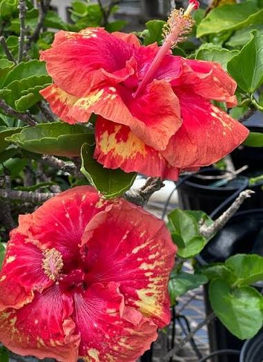 Ball Horticultural Acquires Tradewinds Hibiscus Genetics from Aris Horticulture