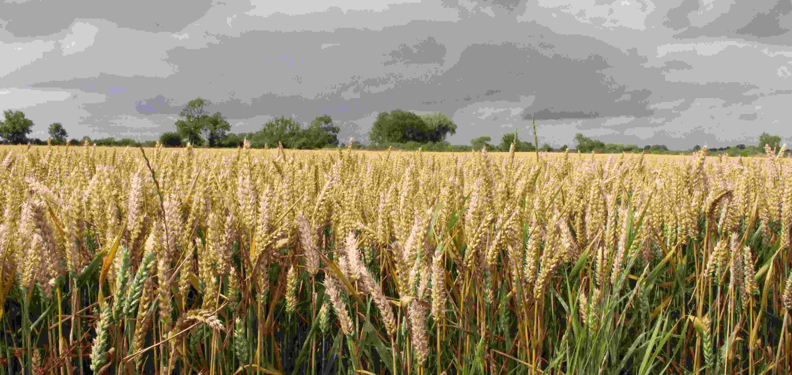 Gansu’s Lantian 58 and Lantian 48 set new bar for high-yield wheat