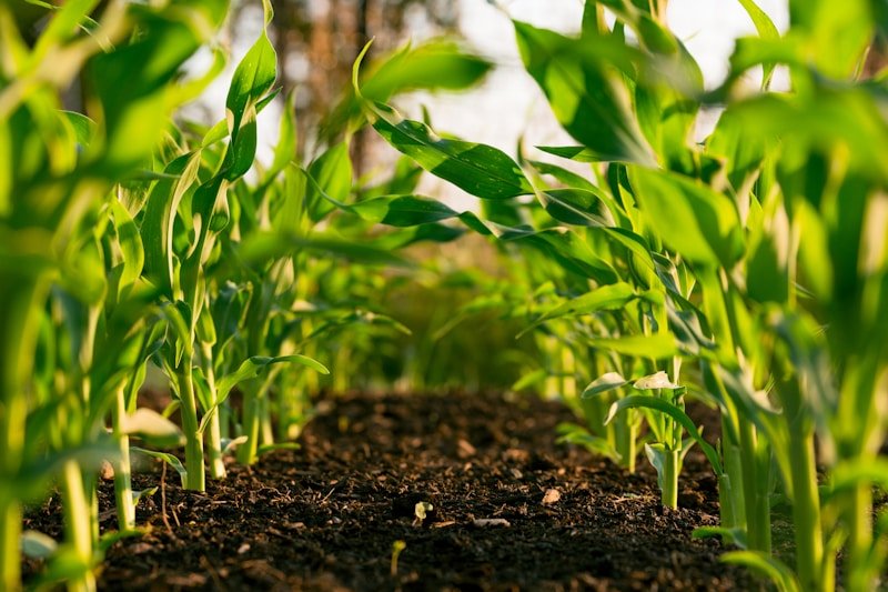 Heritable Agriculture and Annogen partner to accelerate AI-driven trait design in maize