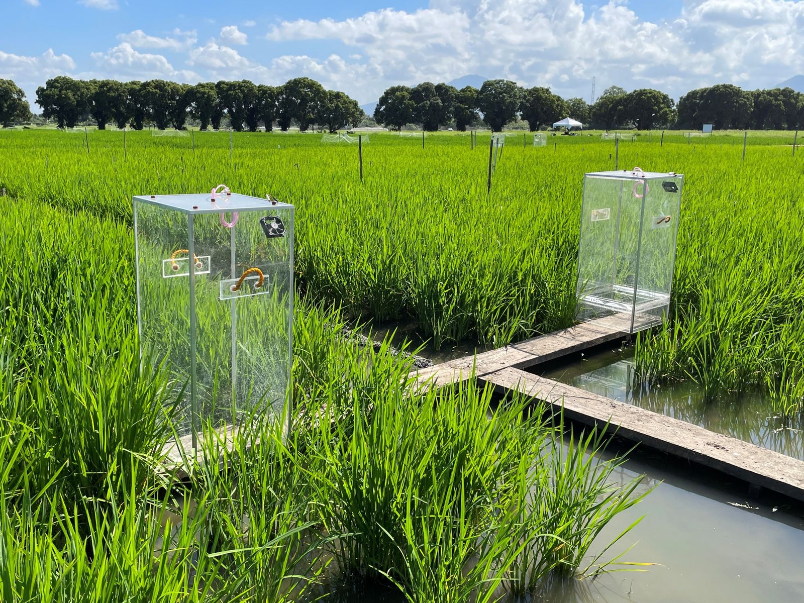 BASF, IRRI expand rice research from Methane cuts to soil carbon
