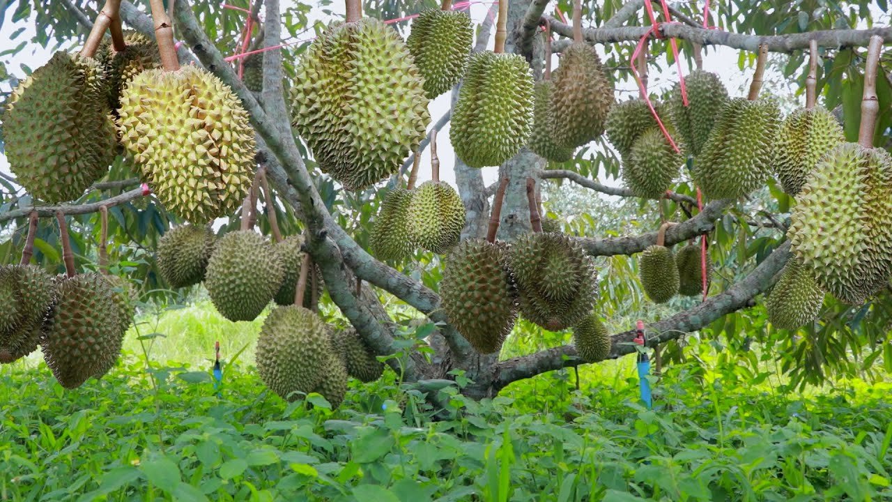 China approves 401 more Vietnamese Durian growing areas