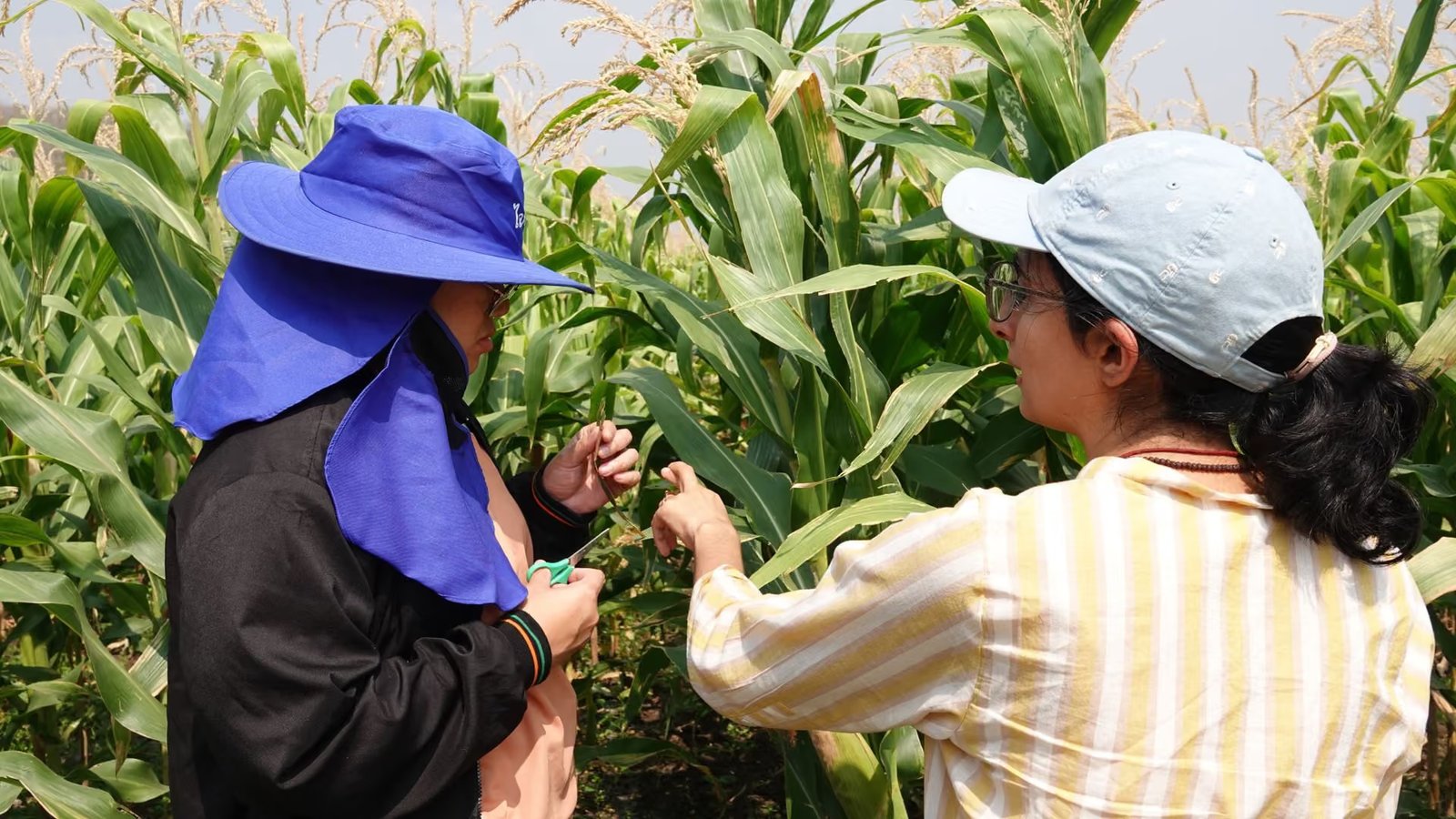 Living Roots raises seed round to help agribusinesses across Southeast Asia and South Asia grow more with less imported fertilizer