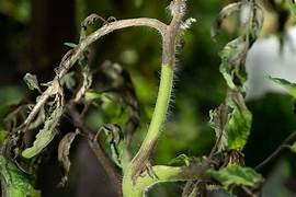 New Flagchem compound shows potential against phytophthora crop diseases