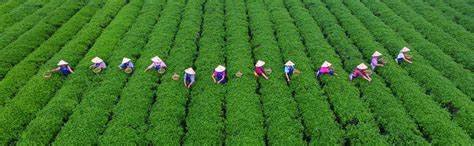 China’s summer grain output breaks 150 Mn Tonne mark as Beijing doubles down on food security