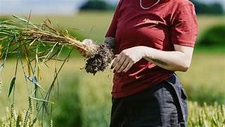 Syngenta and Groundwork BioAg enter partnership to bring innovation in biologicals and soil carbon solutions to farmers