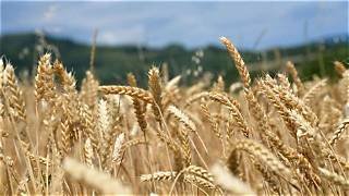 New wheat variety deal strengthens China's drive for seed innovation and food security