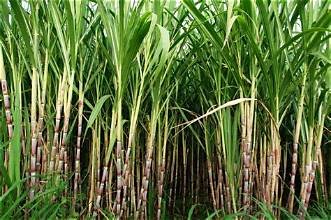 China’s sugar imports accelerate in August, but 2026 volumes remain 13.5% below last year