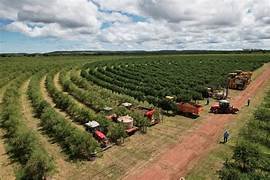 Brazil launches unified digital platform to streamline pesticide registration