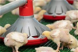 Guangzhou Guangxing Poultry Equipment expands global footprint with intelligent livestock farming solutions