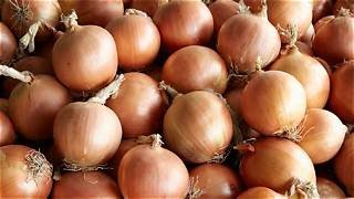 Syngenta expands North American onion portfolio with Roundo and Olympo