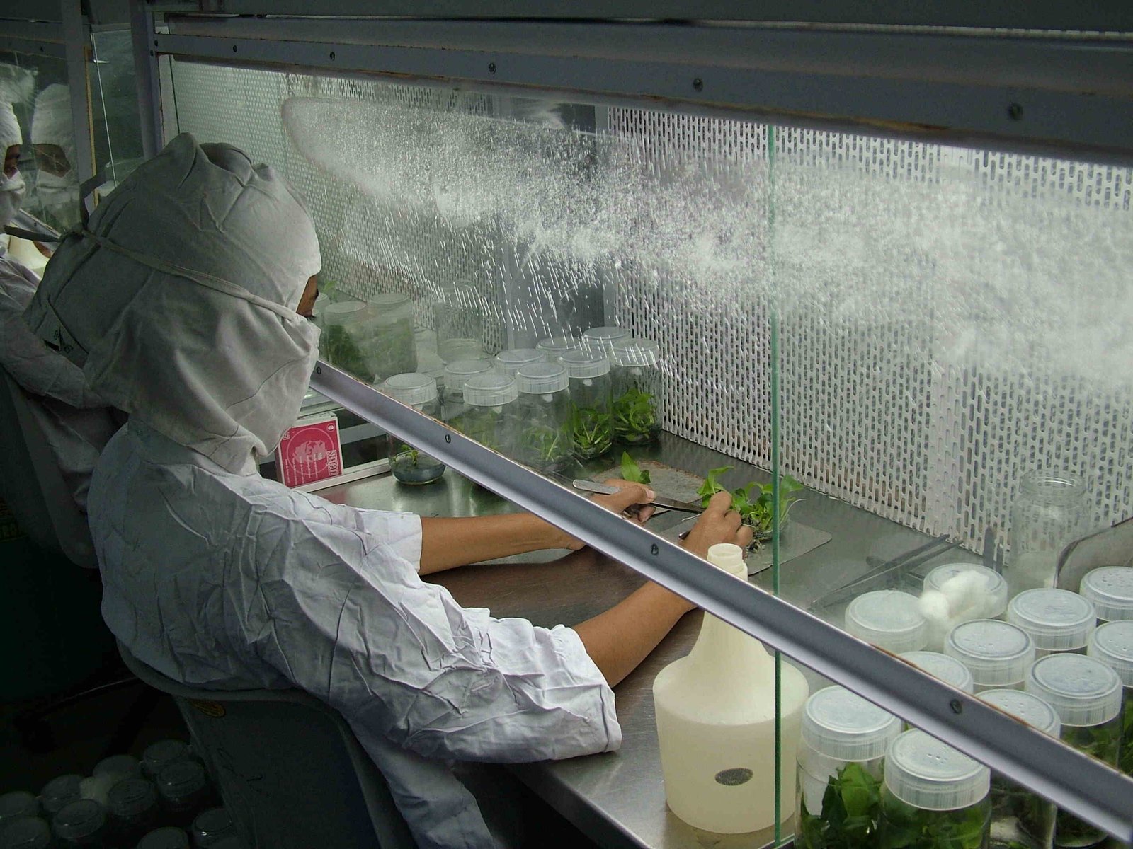 China-backed tissue culture lab marks new chapter in Antigua's agricultural modernisation