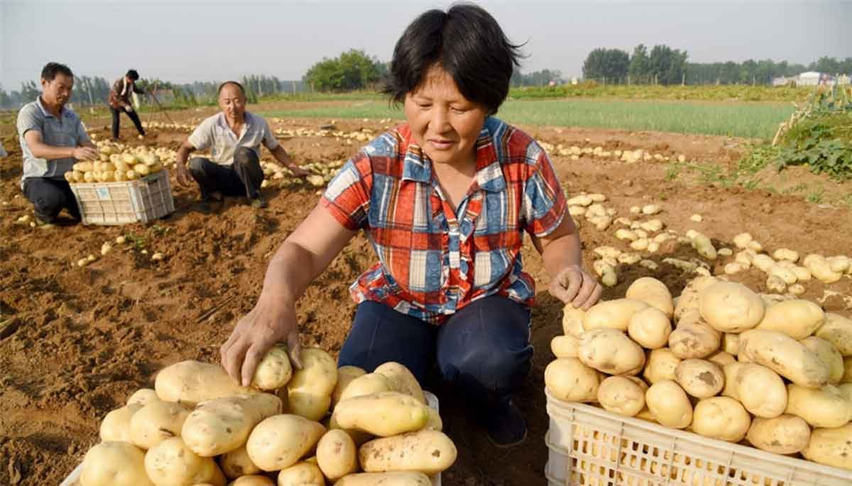 China strengthens national crop variety trials to accelerate climate-resilient wheat, rapeseed and potato breeding