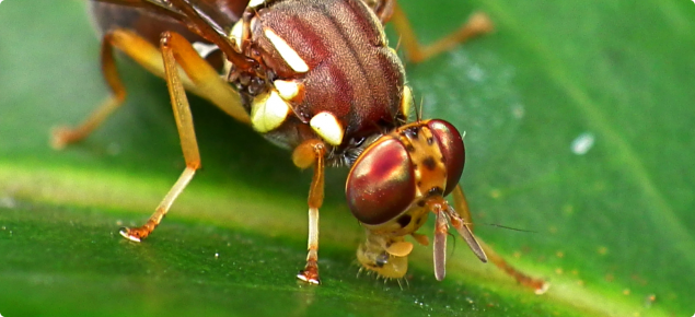Australia invests nearly $5 Mn to strengthen fruit fly defences and protect horticultural exports