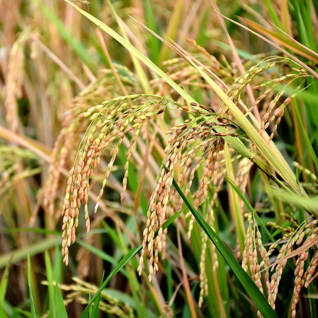 NTT and Tokyo Metropolitan University create world-first four-parent rice hybrid