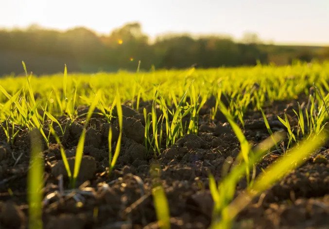 Canada clears Syngenta’s Spiropidion, giving its next-generation pest control portfolio regulatory lift