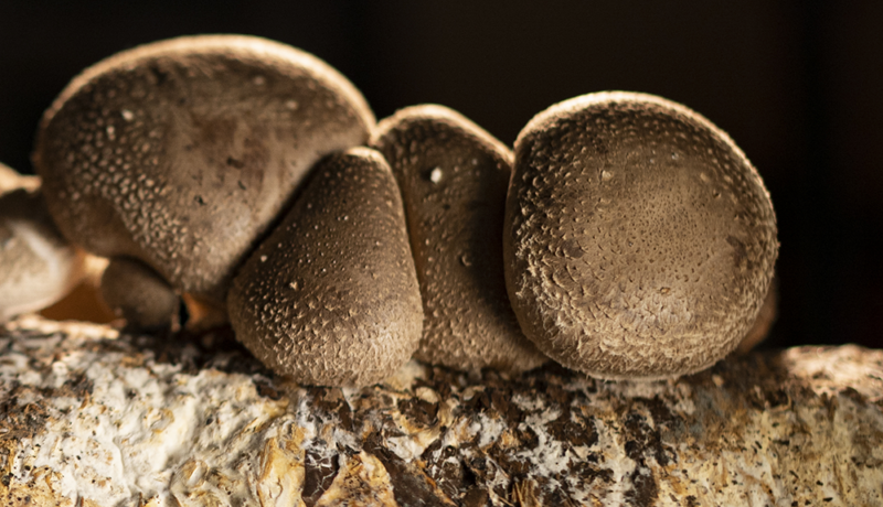 Mushroom fermentation could turn okara into higher-value food ingredient