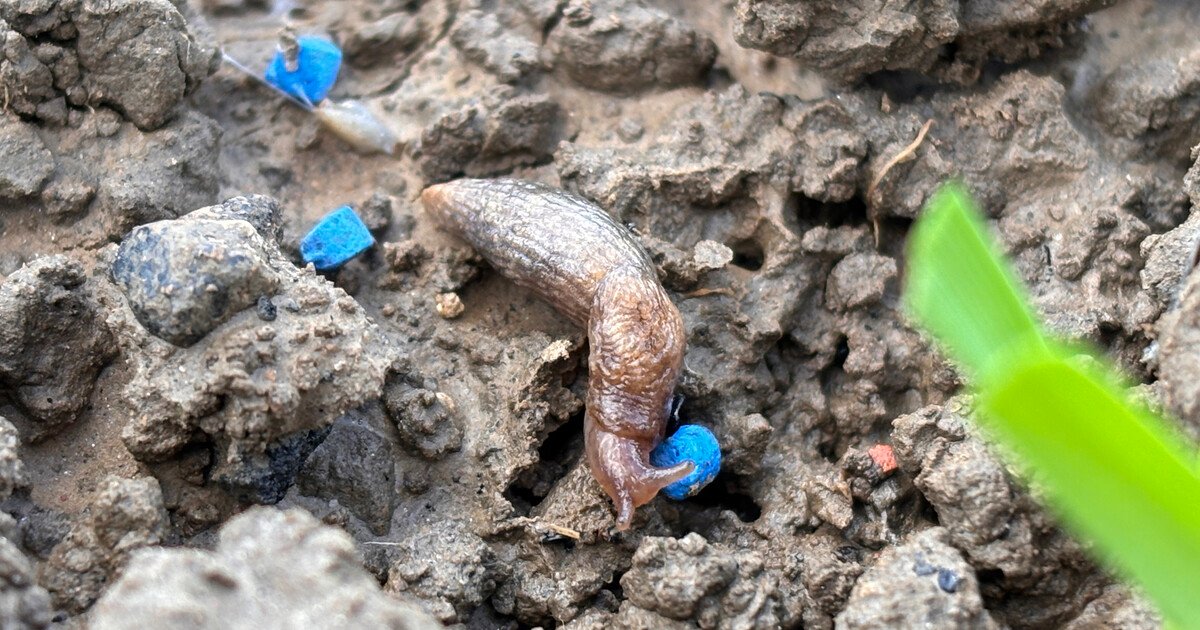 ADAMA’s Ferrabait wins first EU Registration as slug pressure intensifies