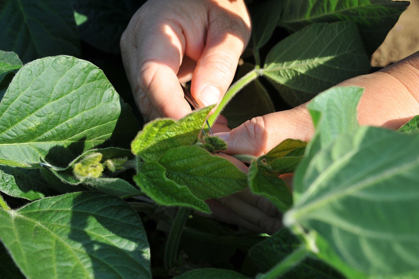 Anhui Agricultural University and CAAS launch “Fengshu” 2.0 to bring AI-driven decision-making to soybean breeding