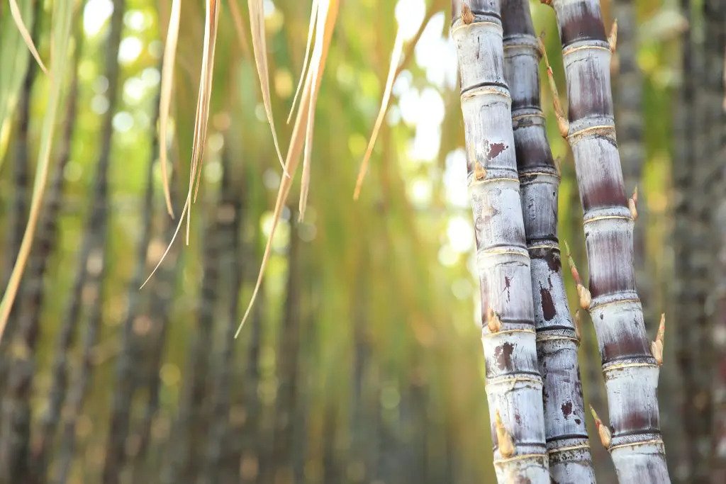 Argentina allocates 44,165-Tonne US sugar quota as production recovery lifts export outlook