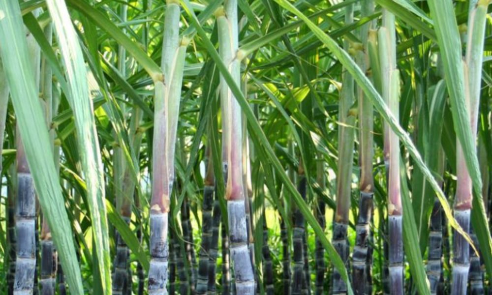 Egypt seeks to convert sugar industry waste into export-grade bioethanol