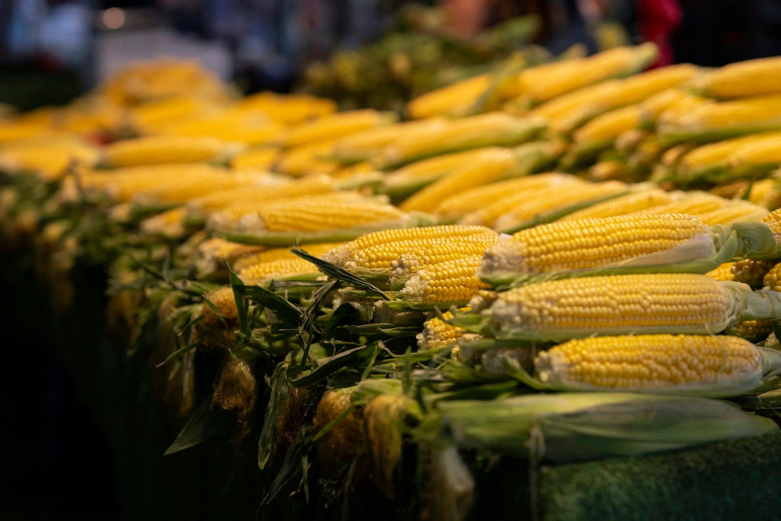 Huannong Weiye launches Huannong 658D as China’s corn seed market pushes for greater climate resilience