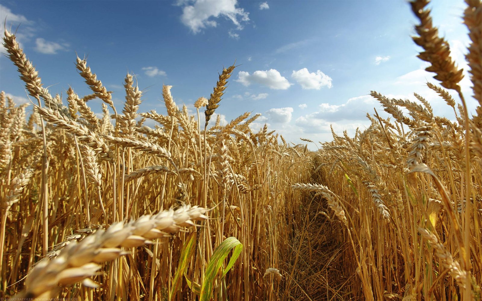 FAO seeks time-sensitive support to protect Afghanistan's 2027 wheat harvest ahead of critical planting window