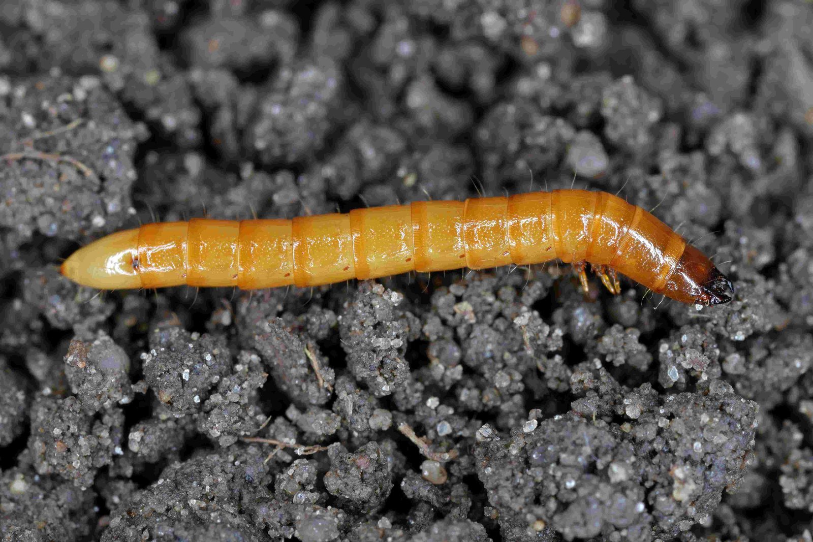 Renaissance BioScience Receives Genome BC Funding to Extend RNAi Biopesticide platform to target soil-dwelling crop pests