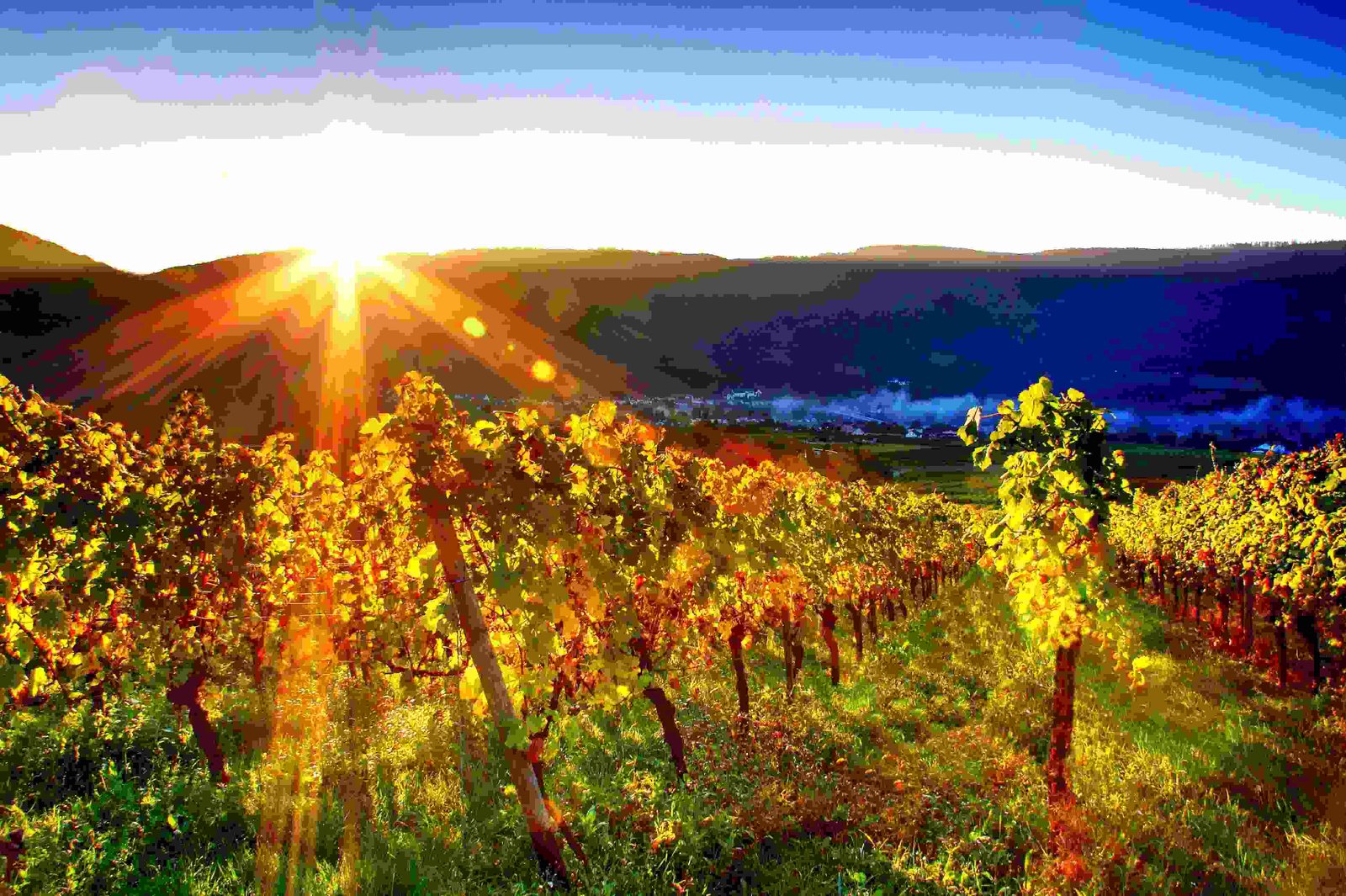 Northlight’s first winery deal targets Canada’s succession opportunity